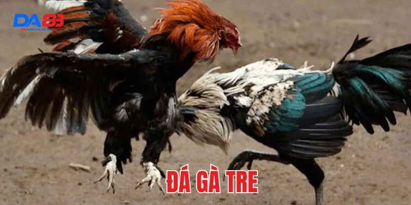 đá gà tre