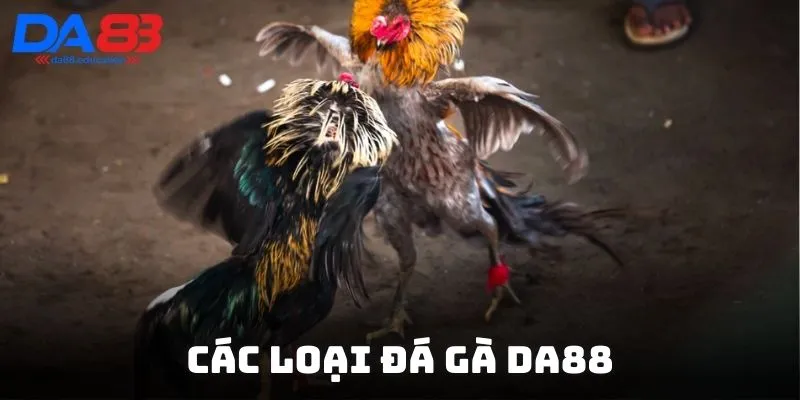 Trận đấu đá gà DA88 cựa sắt với những chiến kê mạnh mẽ