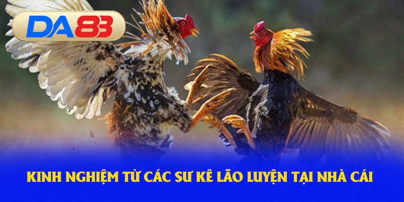 Kinh nghiệm từ các sư kê lão luyện tại nhà cái